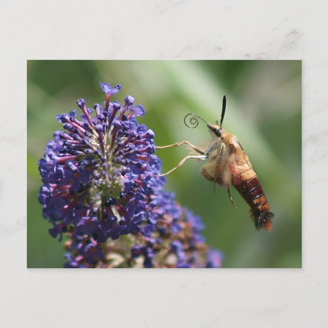 Hummingbird Moth Postcard (Front)