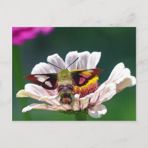 Hummingbird Moth Postcard