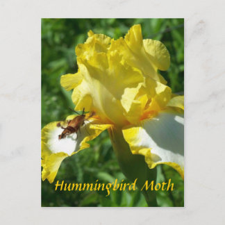 HUMMINGBIRD MOTH POSTCARD