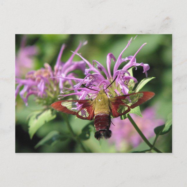 Hummingbird Moth Postcard (Front)