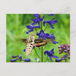 Hummingbird moth postcard