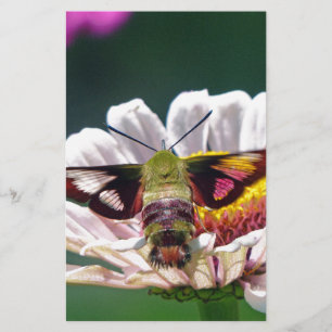 Hummingbird Moth Stationery