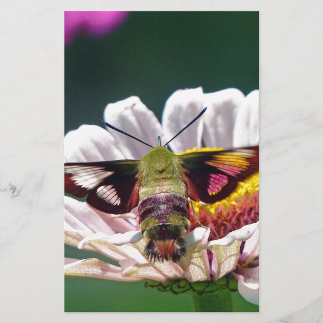 Hummingbird Moth Stationery (Front)