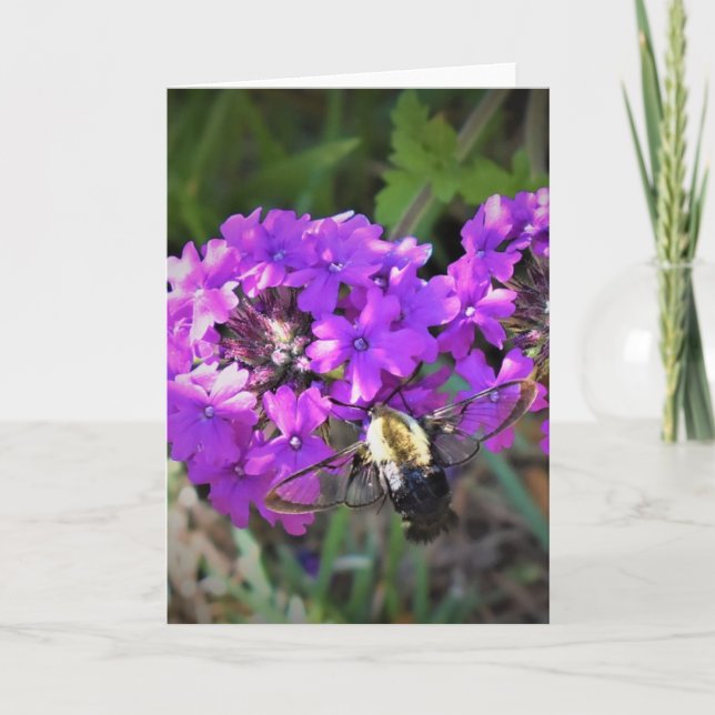 Hummingbird Moth & Verbena, card (Front)
