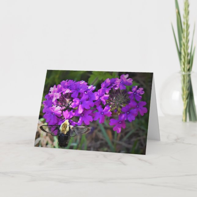 Hummingbird Moth & Verbena, card (Front)