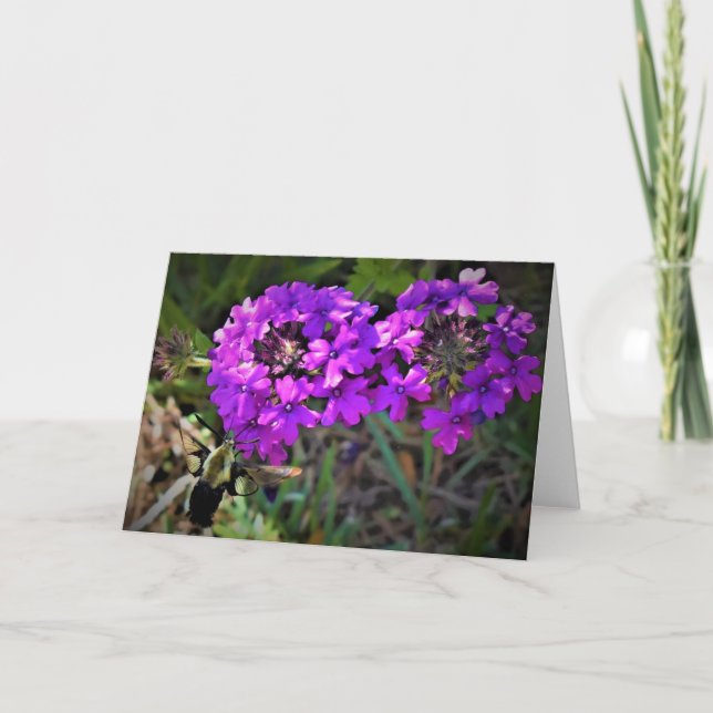 Hummingbird Moth & Verbena, card (Front)