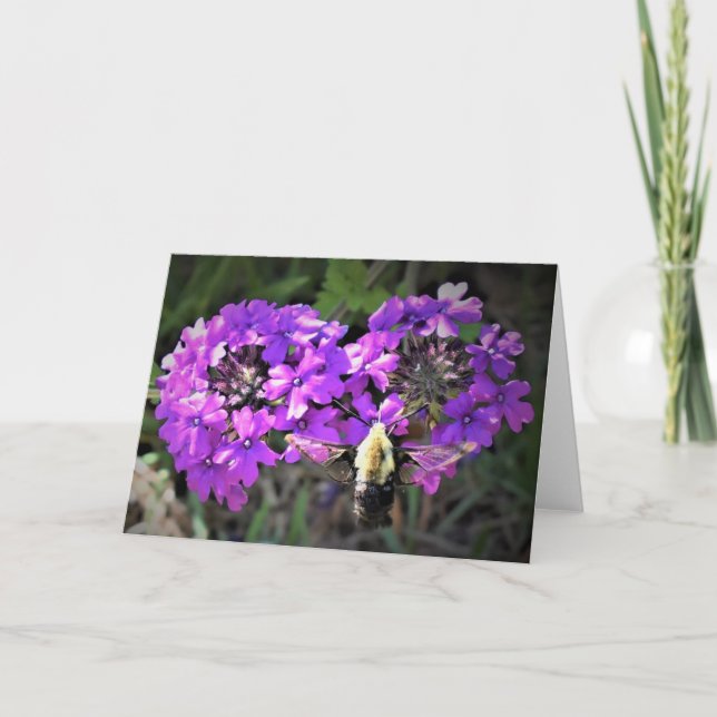 Hummingbird Moth & Verbena, card (Front)