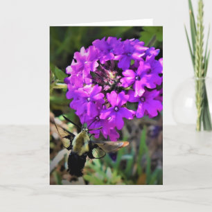 Hummingbird Moth & Verbena, card