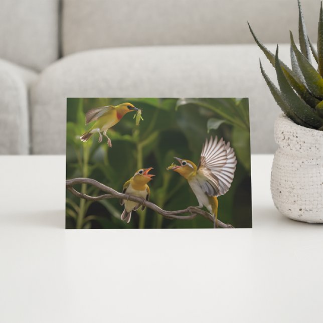 Hummingbird Mother elegantly perched  Postcard (Creator Uploaded)