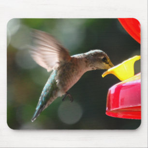 Hummingbird, mousepad
