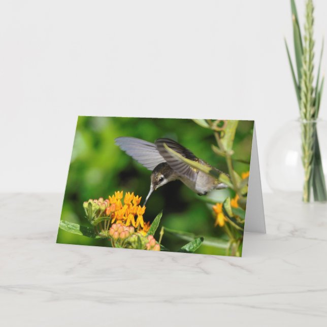 Hummingbird New Year Holiday Card (Front)