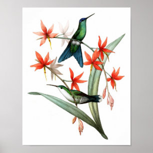 Hummingbird No.12 Antique bird Poster Print.
