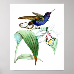 Hummingbird no.1 Bird and Botanical Wall Art