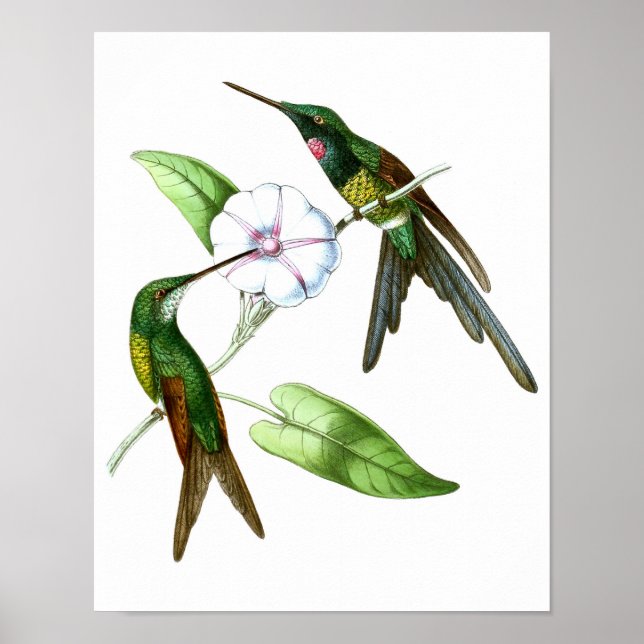 Hummingbird No.4 Antique Natural History Print. Poster (Front)
