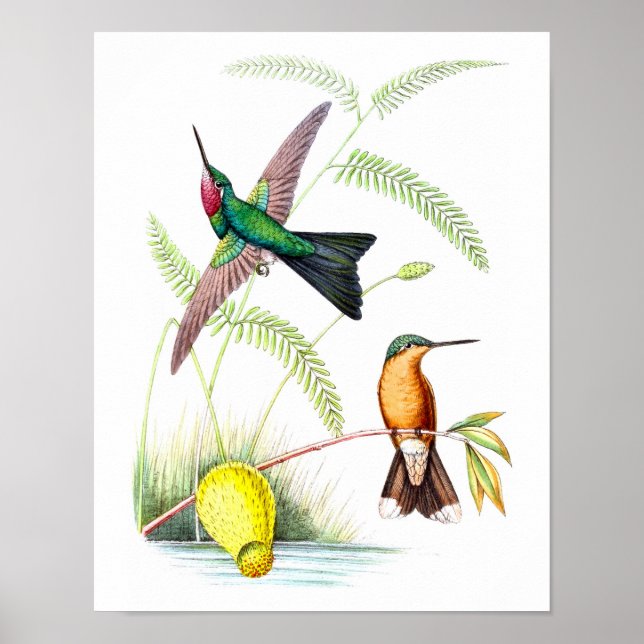 Hummingbird No.5 Antique Natural History Print. Poster (Front)