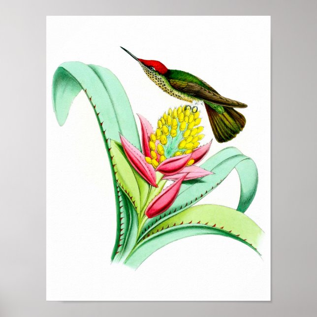 Hummingbird No.7 Antique bird Poster Print. (Front)