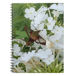 Hummingbird Notebook
