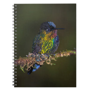 Hummingbird Notebook