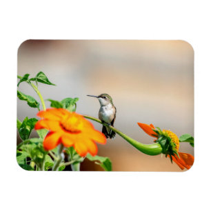 Hummingbird on a flowering plant magnet