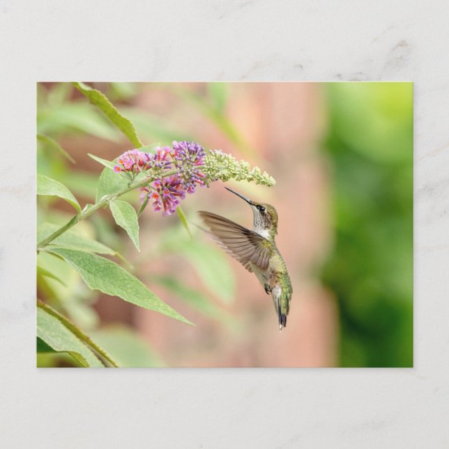 Hummingbird on a flowering plant postcard (Front)