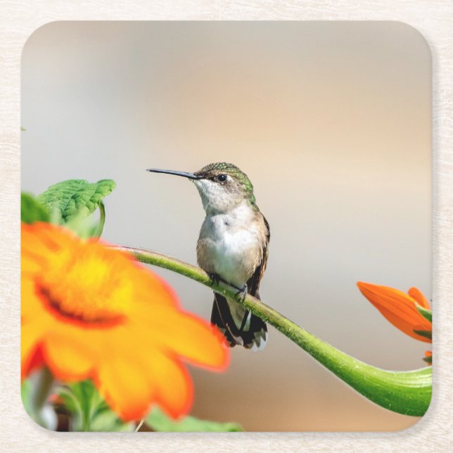 Hummingbird on a flowering plant square paper coaster (Front)