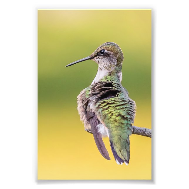 Hummingbird On Alert Photo Print (Front)