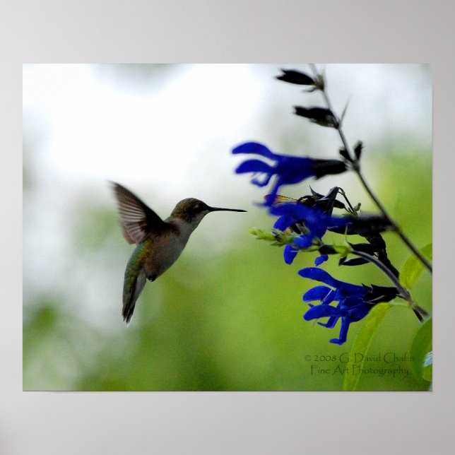 Hummingbird on Blue Salvia Poster (Front)