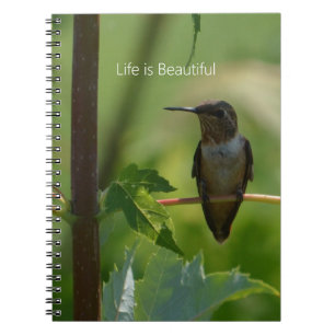 Hummingbird on Branch (my photography) Notebook