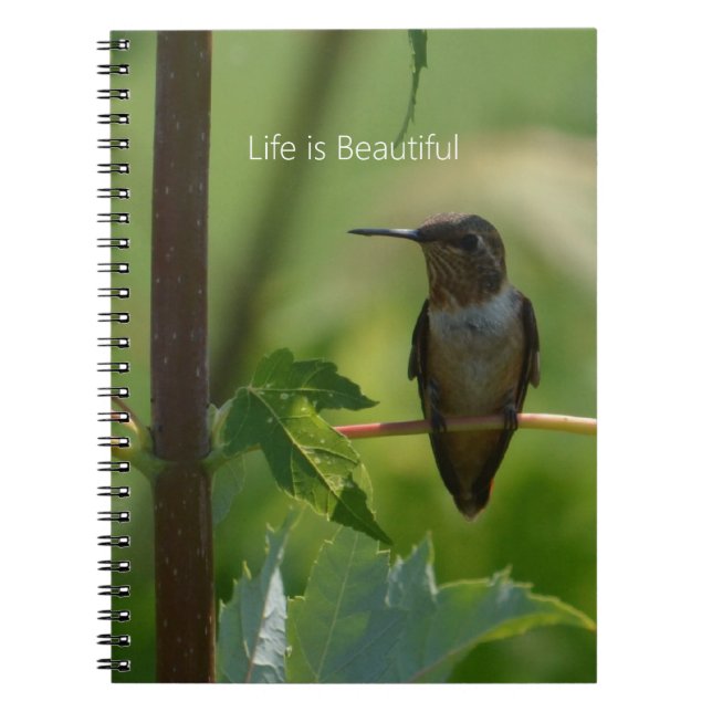 Hummingbird on Branch (my photography) Notebook (Front)
