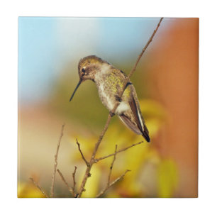 Hummingbird on branch tile