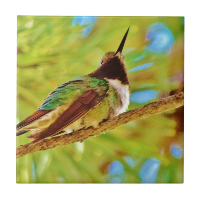 Hummingbird on evergreen tile (Front)