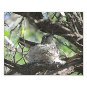 Hummingbird on Nest Photo Print