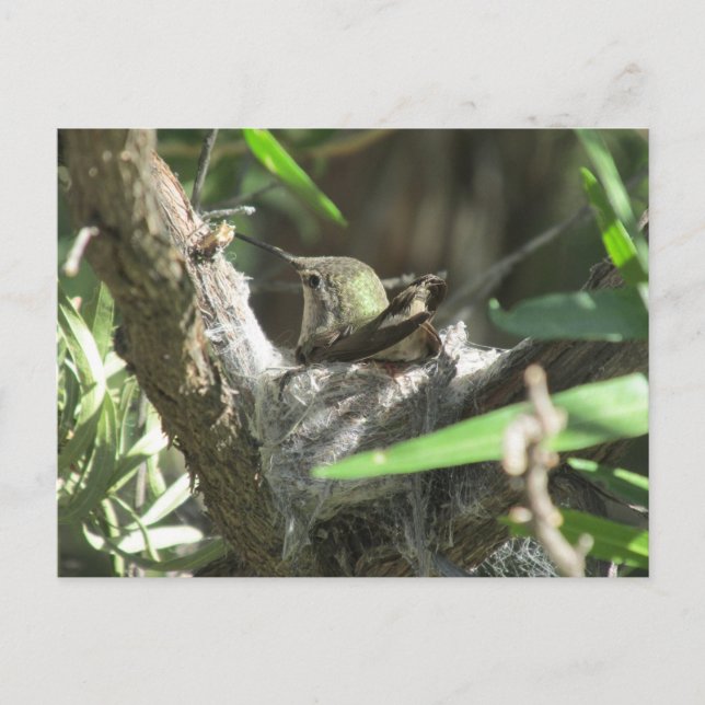 Hummingbird on Nest Postcard (Front)