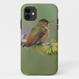 Hummingbird on pine iPhone 11 case
