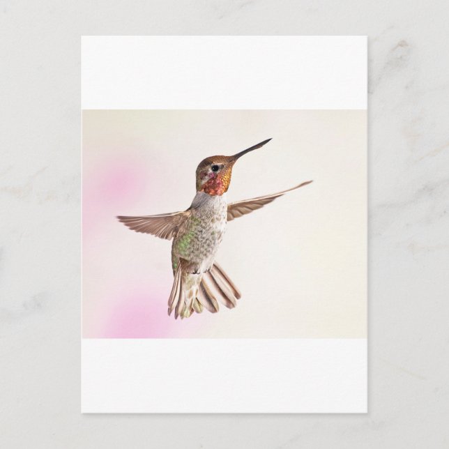Hummingbird on Pink Postcard (Front)