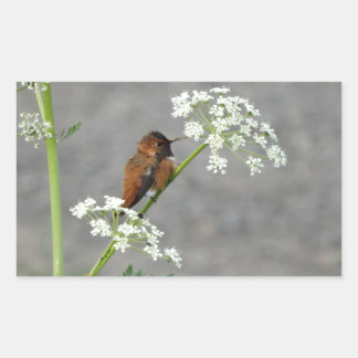 Hummingbird on Queen Ann's lace flower Rectangular Sticker