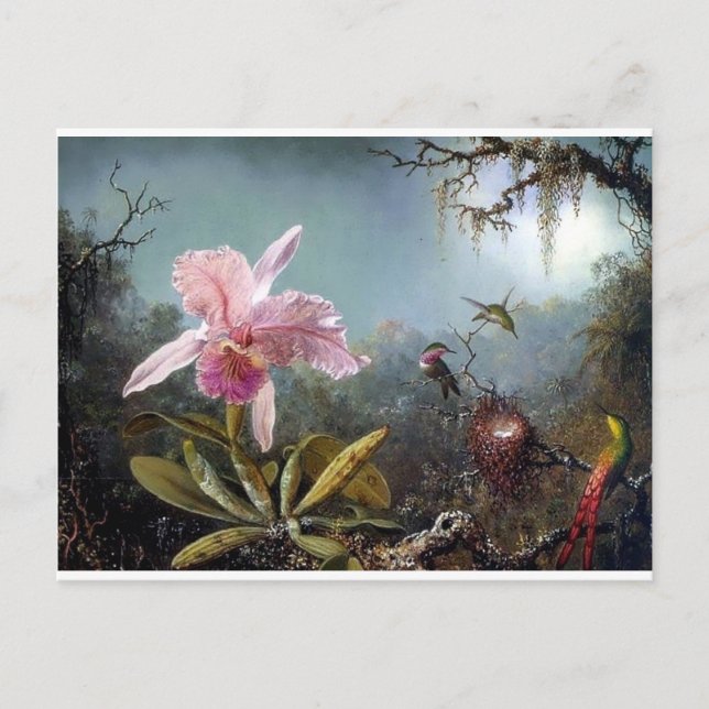 Hummingbird orchid flower tropical forest painting postcard (Front)