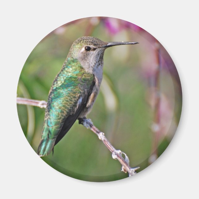 Hummingbird Perch II Magnet (Front)