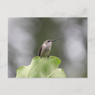 Hummingbird Perching Postcard