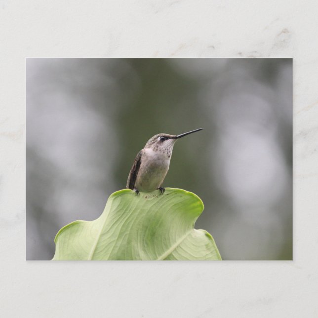 Hummingbird Perching Postcard (Front)