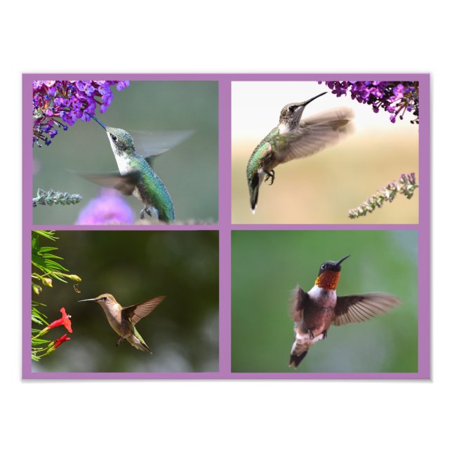 Hummingbird Photo Collage Print (Front)
