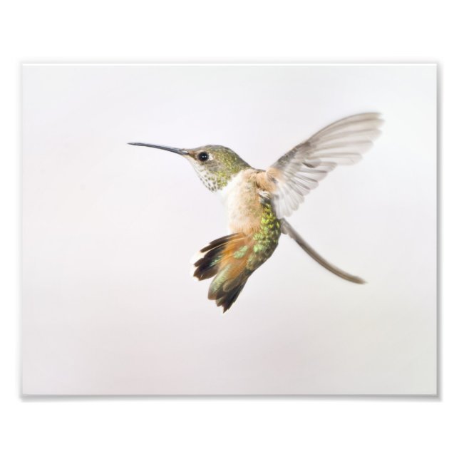 Hummingbird Photo Print (Front)