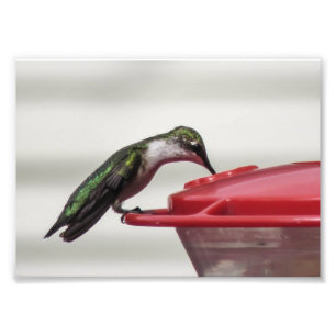 Hummingbird Photo Print 7x5