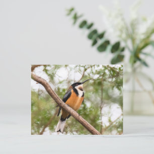 Hummingbird photograph postcard