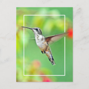 Hummingbird Photograph Postcard