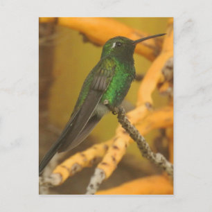 Hummingbird Photography Postcard