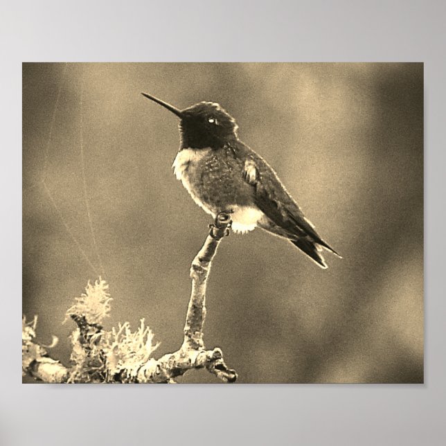 Hummingbird Photography Sepia Wall decor Print (Front)