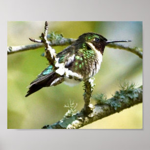 Hummingbird Photography Wall decor Print