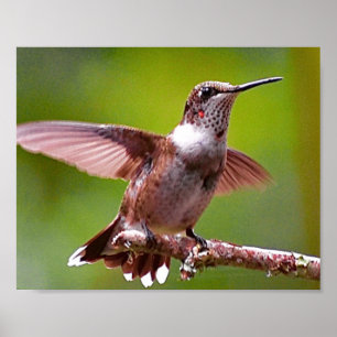 Hummingbird Photography Wall decor Print