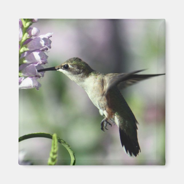 Hummingbird Pink Floral Wildlife Photo Magnet (Front)